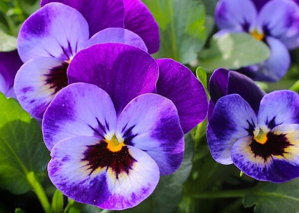 Pianta di Viola wittrockiana biologica in piena fioritura, con fiori colorati e foglie cuoriformi, coltivata senza pesticidi in vaso o aiuola.