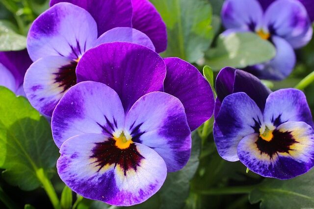 viola-wittrockiana-biologica Pianta di Viola wittrockiana biologica in piena fioritura, con fiori colorati e foglie cuoriformi, coltivata senza pesticidi in vaso o aiuola.