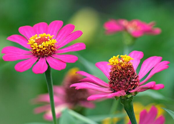 Pianta di Zinnia elegans biologica in piena fioritura, con fiori colorati vivaci e foglie verdi, coltivata senza pesticidi in orto sinergico.